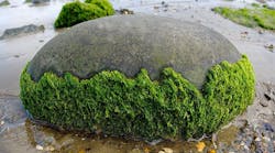 seaweed-groundwater