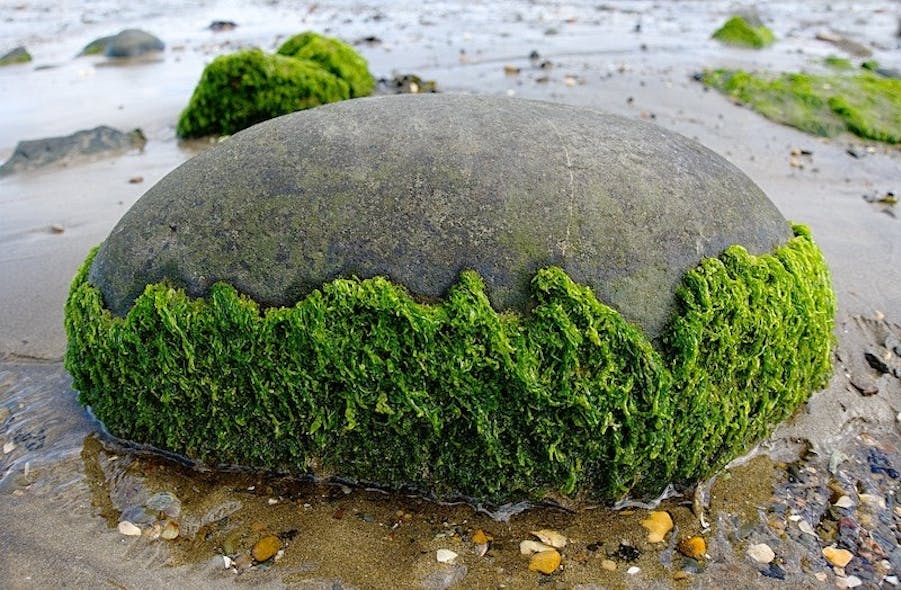 seaweed-groundwater
